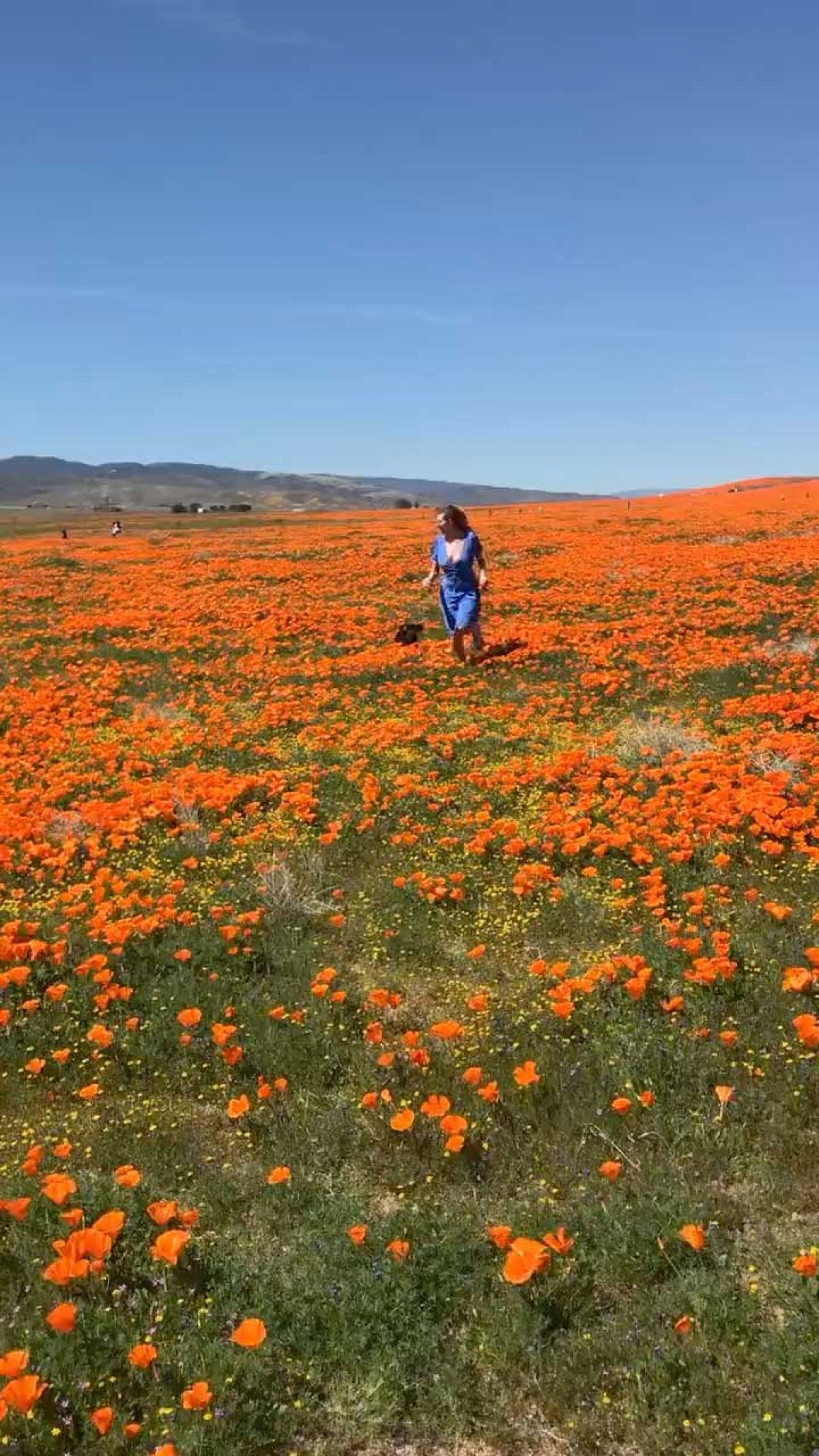 Running Through the Flowers